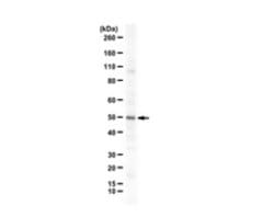 ORF0 Rabbit anti-Primate, Polyclonal, MilliporeSigma 25 &mu;L;Unconjugated:Antibodies,